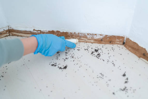 Trusted Rosemount, MN Pest Control Experts